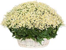 Цветочная композиция из Ромашки в корзине #REPLACE_PRED# Сямже